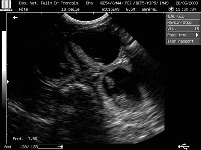 echographie belle 28 juin 2008