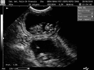 echographie calypso 28 juin 2008